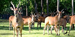 Giant-eland-banner.jpg