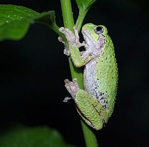 Gray tree frog