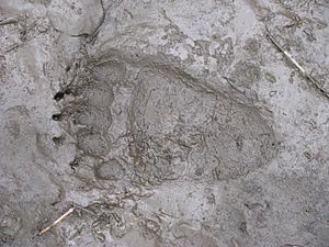 Grizzly rear paw print