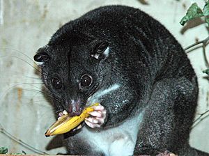 Ground Cuscus cotswoldwildlifepark.jpg