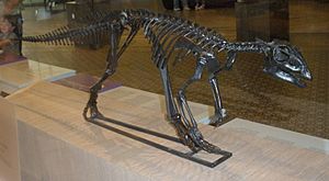 Hypsilophodon foxii 1