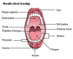 Illu mouth.jpg