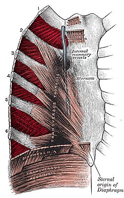 Intercostal-muscle.jpg