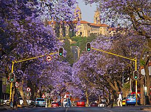 Jacaranda Trees Pretoria