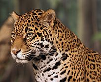 Jaguar head shot