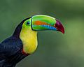 Keel-billed Toucan (16201157519)