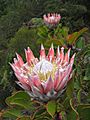 King Protea 01