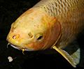 Koi head closeup