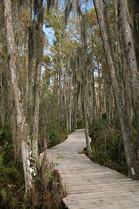 Loxahatchee boardwalk