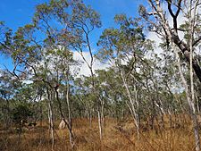 Melaleuca stenostachya 01