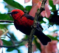 Micronesian Honey Eater