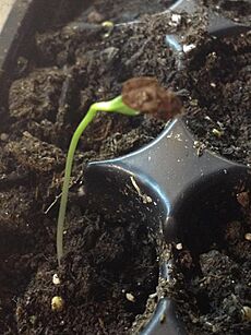 Milkweed sprout