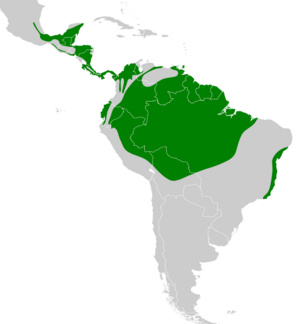 Mionectes oleagineus map.svg