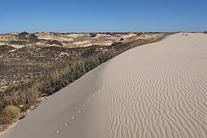 Monahans Sandhills Dune 2009