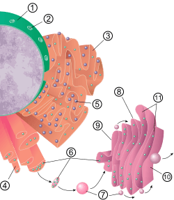 Nucleus ER golgi