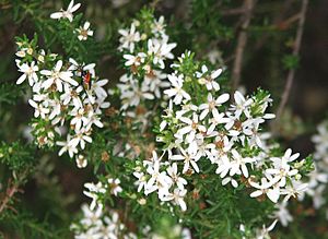 Olearia ramulosa.jpg