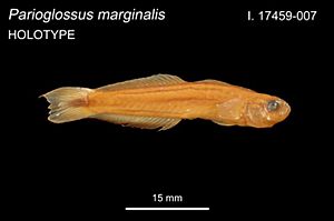 ParioglossMarginalHolotype.jpg