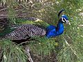 Peafowl at Las Vegas Zoo