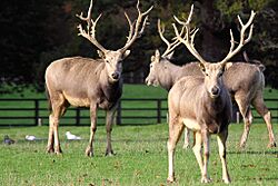 Pere David Deer - Woburn Deer park (5108236985)