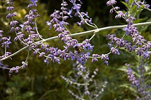 Perovskia atriplicifolia E