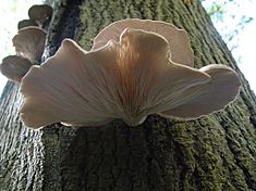 Pleurotus ostreatus JPG7.jpg