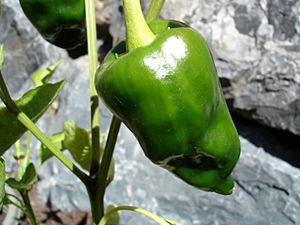 Poblano Pepper.jpg