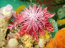 Ptilometra australis Passion Flower feather star.jpg