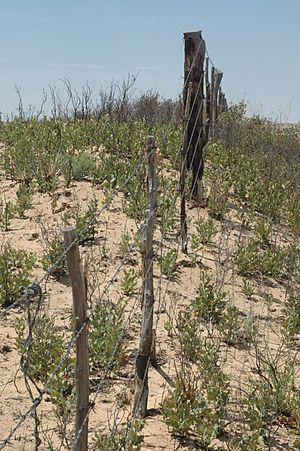 Quercus havardii resprouting