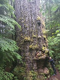 Red Creek Fir being tree-hugged..jpg