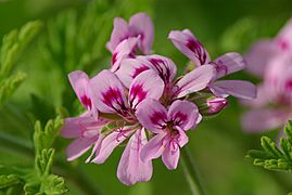 Rose Geranium - cluster