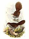 Rufous Bristlebird.jpg