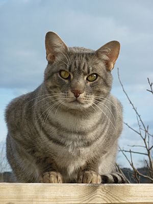 Silver Ocicat