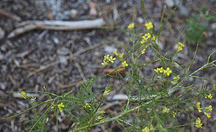 Sisymbrium altissimum tumblemustard