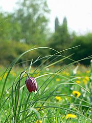 Snake's head fritillary, North Meadow NNR, Cricklade - geograph.org.uk - 418738.jpg