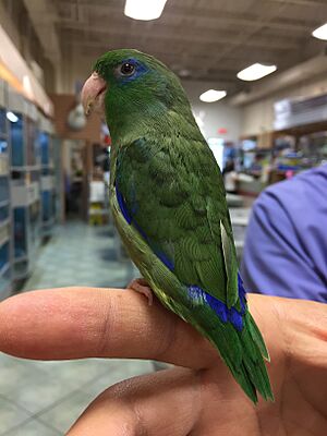 Spectacled parrotlet 2