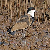 Spur-winged lapwing (Vanellus spinosus) Gambia