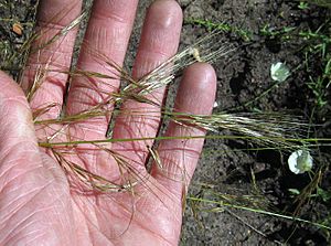 Stipa lepida.jpg