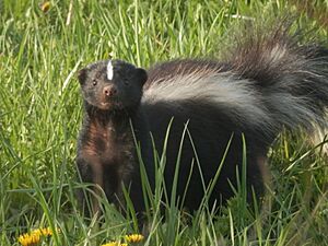 Striped Skunk (Mephitis mephitis) 02