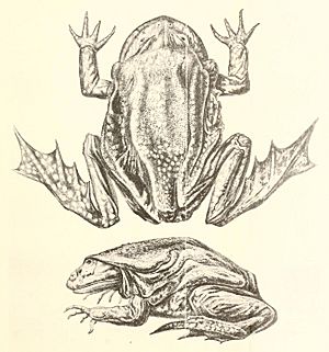 Telmatobius culeus