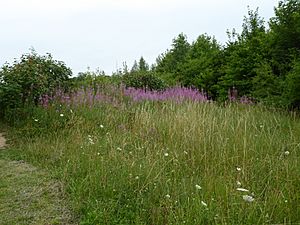 The Glen Chalk Caves 1.jpg