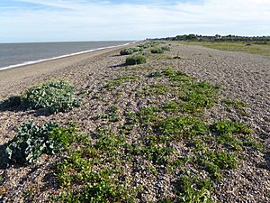 The Haven, Aldeburgh 10.jpg