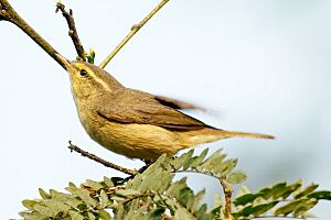 Tickell's Leaf Warbler.JPG