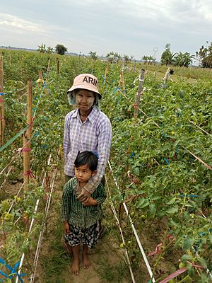 Tomato grower