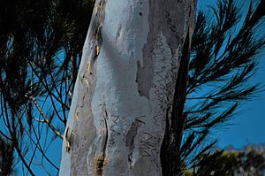 Tree in Canbewarra 