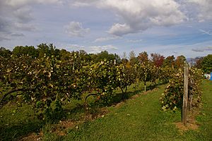 Vineyard in Hermann, MO