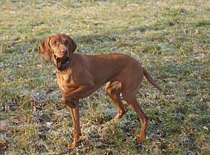 Vizsla Dorl