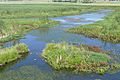 Wetland Reserve ... (46767449621)