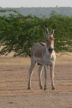 Wild ass male