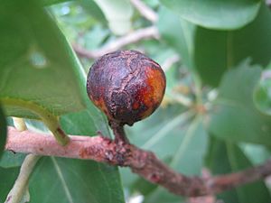 Xanthostemon paradoxus fruit 1