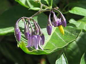 20140819Solanum dulcamara2